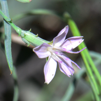 Narrowleaf-Wirelettuce; flowers white, light pink, light rose, light blue, Stephanomeria tenuifolia