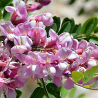 New Mexico Locust, Robinia neomexicana