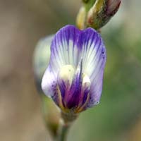 Arizona Milkvetch, Astragalus arizonicus