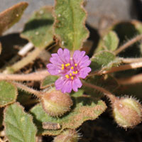 Annual Windmills or Garapatilla, Allionia choisyi