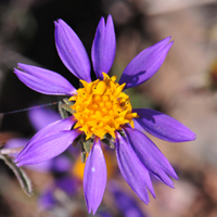 Mesa Tansyaster, Machaeranthera tagetina