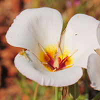 Sego Lily, Calochortus nuttallii