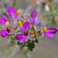 ndigobush or Feather Dalea, Dalea formosa