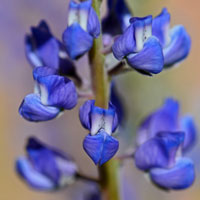 Arizona Lupine, Lupinus arizonicus