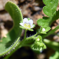 Dainty Desert Hideseed Flowers blue-purple or white. Eucrypta micrantha