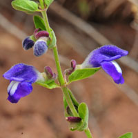 Mexican Skullcap, Scutellaria platyphylla