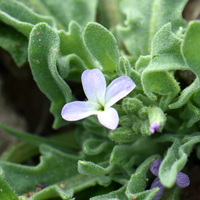 Stock, Three-horned Stock, flowers may be pink, purple, lavender, blue or white, Matthiola parviflora