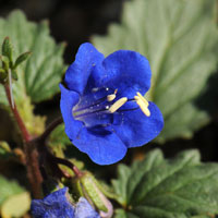 Desert Bluebells or California Bluebell, Phacelia campanularia