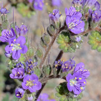 Cleftleaf Wildheliotrope or Caterpillar Weed, Phacelia crenulata