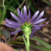 Alkali Marsh Aster, Almutaster pauciflorus