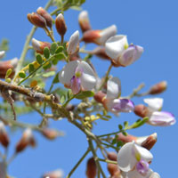 Desert Ironwood or Ironwood, Olneya tesota