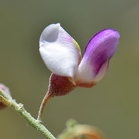 Desert Ironwood or Ironwood, Olneya tesota