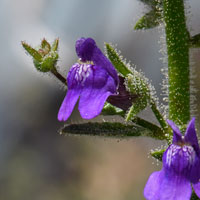 Violet Snapdragon or Nuttall Snapdragon, Sairocarpus nuttallianus