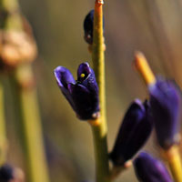 Turpentinebroom or Dutchman's Breeches, Thamnosma montana