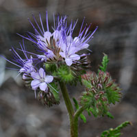 Lacy Phacelia or Lacy Scorpion-weed, Phacelia tanacetifolia