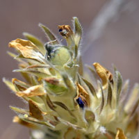 Skunktop or Indian Breadroot, Pediomelum mephiticum