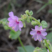 Dwarf Four O'clock, Mirabilis pumila