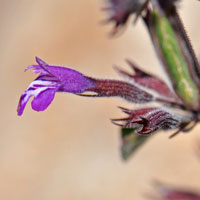 Dwarf False Pennyroyal, Hedeoma nana