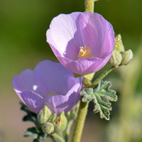 Desert Globemallow or Desert Mallow, Sphaeralcea ambigua