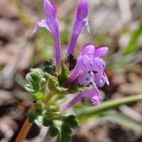 Henbit or Common Henbit, Lamium amplexicaule