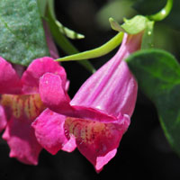 Climbing Snapdragon, Maurandella antirrhiniflora has several color forms; rose, reddish, pink, purple and blue.