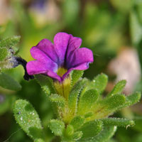 Seaside Petunia or Small Flower Petunia, Calibrachoa parviflora