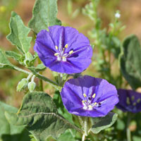 Purple Ground Cherry or Chinese Lantern, Quincula lobata Purple Ground Cherry has showy purple, violet or pinkish-white flowers