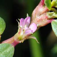 Desert Horsepurslane Trianthema-portulacastrum