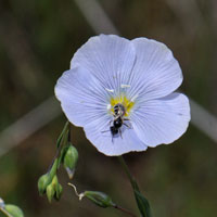 Lewis Flax or Blue Flax, Lewis Flax