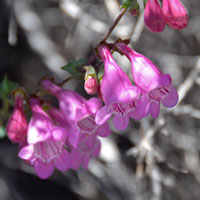 Sunset Crater Penstemon, Penstemon clutei