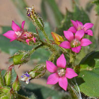 Aliciella latifolia, Broad-leaf Gily-flower