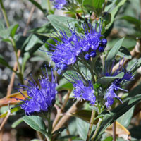 Variable-leaf Scorpion-weed, Phacelia heterophylla