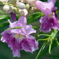 Desert Willow or Flowering Willow, Chilopsis linearis 