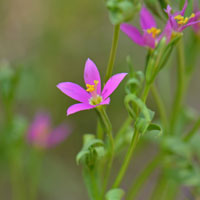 Arizona Centaury, Zeltnera arizonica (=Centaurium)