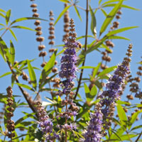 Chaste Tree, Vitex agnus-castus