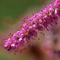 Chinese Saltcedar or Saltcedar; flowers purple, pink or white. Tamarix chinensis.