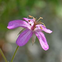 Pineywoods Geranium or Cranes Bill, Geranium caespitosum