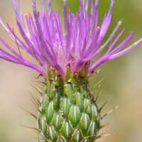 Yellowspine Thistle, flowers pink, purple, white or lavender. Cirsium ochrocentrum