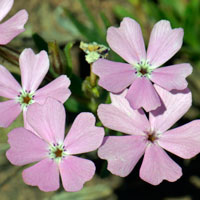 Showy Phlox, Phlox speciosa