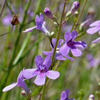 Toadflax Penstemon or Creeping Penstemon, Penstemon linarioides