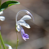 Arizona Bluecurls, Trichostema arizonicum