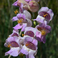 Palmer's Penstemon or Palmer Penstemon, Penstemon palmeri