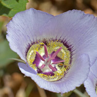 Doubting Mariposa Lily or Mariposa, Calochortus ambiguus