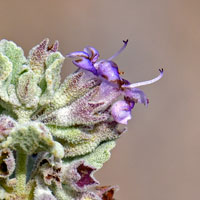 Desert Lavender, Hyptis emoryi