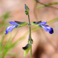 Sawtooth Sage or Sharptooth Sage, Salvia subincisa