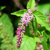 Rougeplant or Pigeonberry, Rivina humilis 