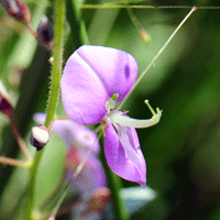 San Pedro Ticktrefoil or Bushy Tick Clover, Desmodium batocaulon