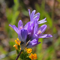 Bluedick or Blue Dicks; flowers blue, blue-purple, pink-purple, blue-violet or white, Dichelostemma capitatum