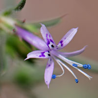 Ipomopsis multiflora, Manyflowered Ipomopsis Gilia