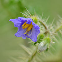 Melon Leaf Nightshade; Flowers Pruple, Pink, Violet, Solanum heterodoxum